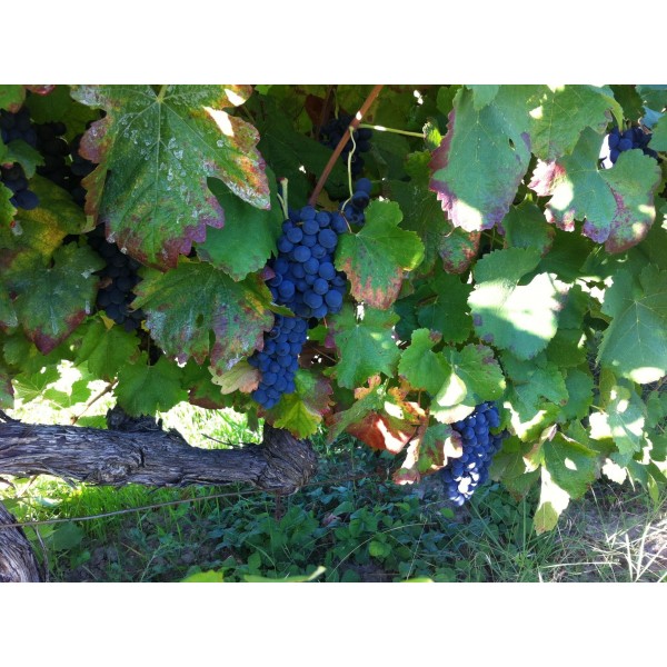 DomaineAndrCuveeMagalieVindePaysduVaucluseRhne-31