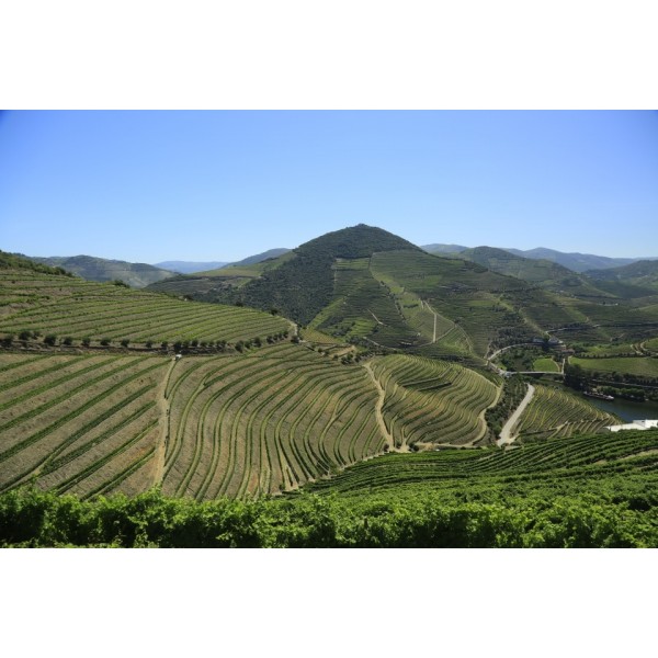 QuintaVistaAlegreColheita2005ismuktrkasse-37