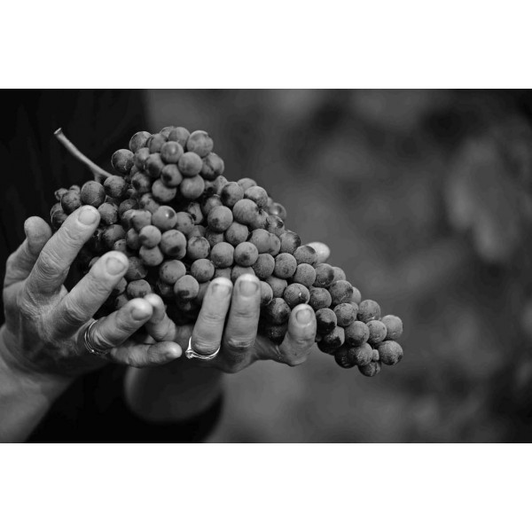 TRAVAGLINIGATTINARADOCGTREVIGNE2014PIEMONTE-31