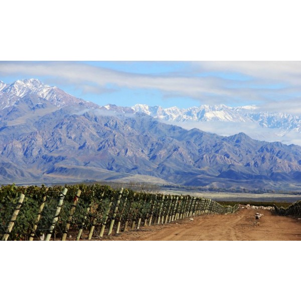 ZuccardiPoligonosSemillnUcoValleyMendozaArgentinaTILBUDSPRIS-31
