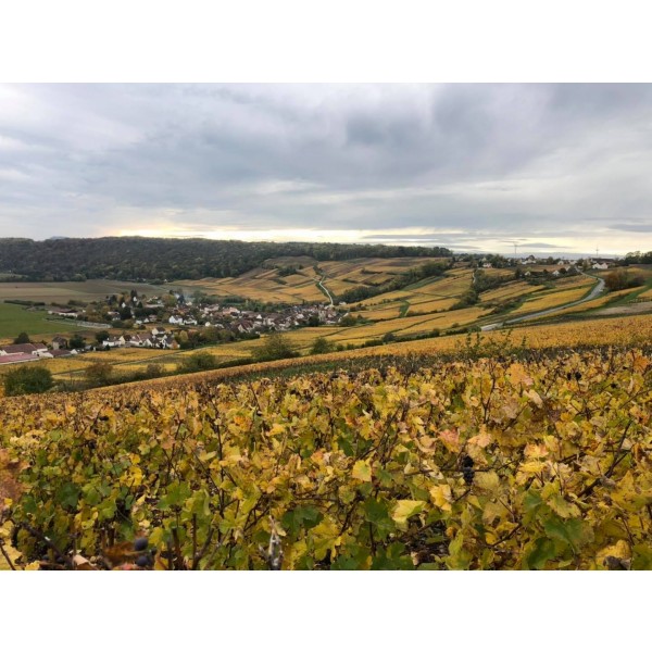 ChampagneMarteauxGuillaumeMarneCUVEESPRITTERROIRS2016BrutNature-31