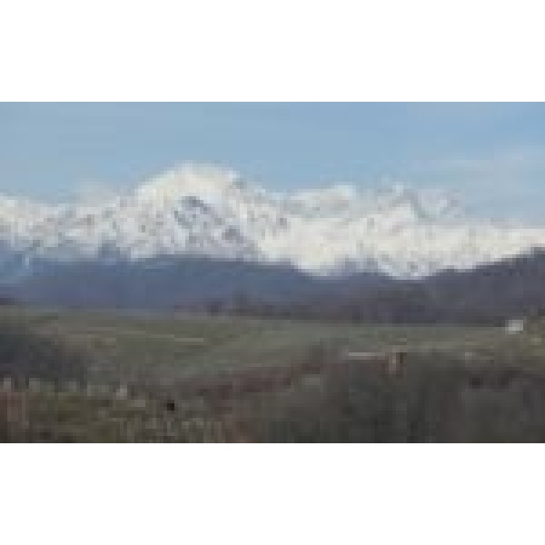 TRAVAGLINICOSTEDELLASESIADOCNEBBIOLOSuperkbved6flEnvinforNebbioloelskerenogsomkanbetales-31