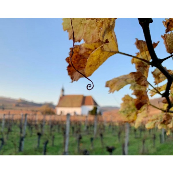 DomaineJosephScharschNOWolxheimAlsaceRieslingPinotGrisBIOVIN98POINTIANMELDELSER-31