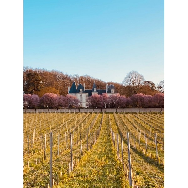 AMPELIDAEMARIGNYNEUFSAUVIGNONBLANCLOIRE-31