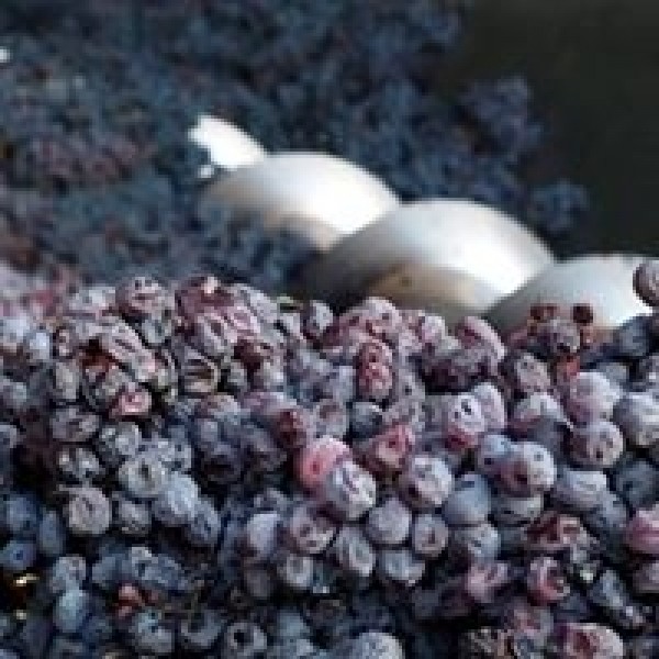 SartoriAlmoranoAmaronedellaValpolicellaDOCG-38