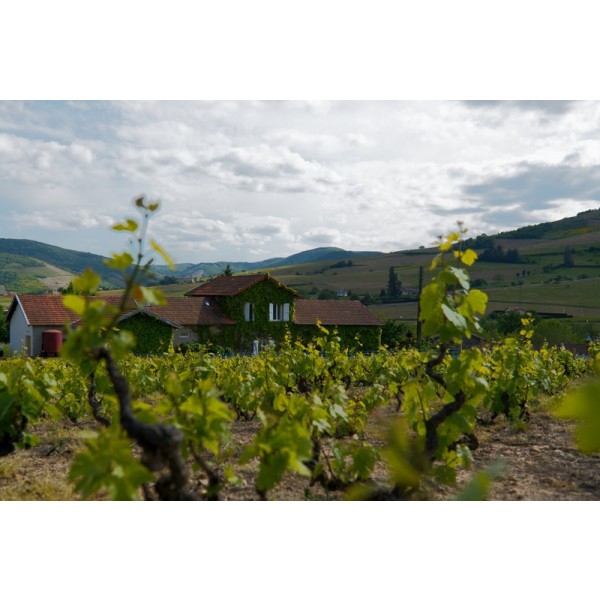 DomainePardonBeaujolaisVillagesCuvedelErmitage-31