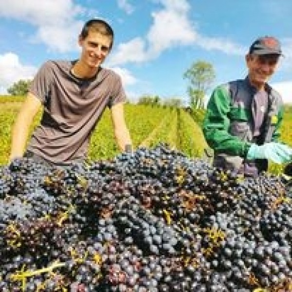 DomainePardonBeaujolaisVillagesCuvedelErmitage-31