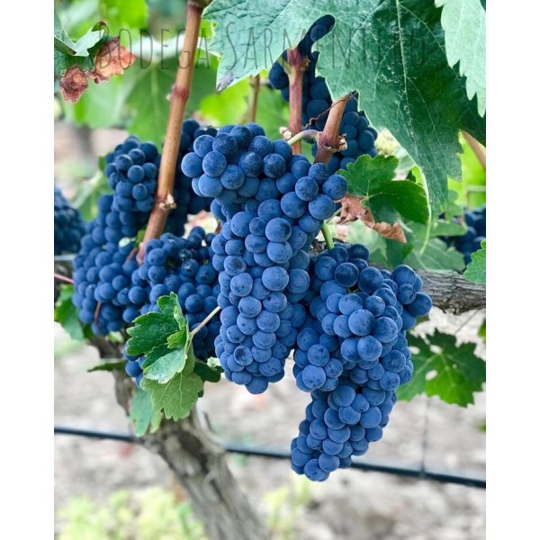 BodegaSarmenteroRobleRibeiradelDueroTemperanilloRETSVINKMPETILBUD-31