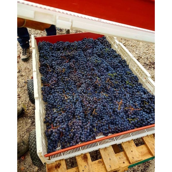 TRAVAGLINICOSTEDELLASESIADOCNEBBIOLOSuperkbved6flEnvinforNebbioloelskerenogsomkanbetales-31