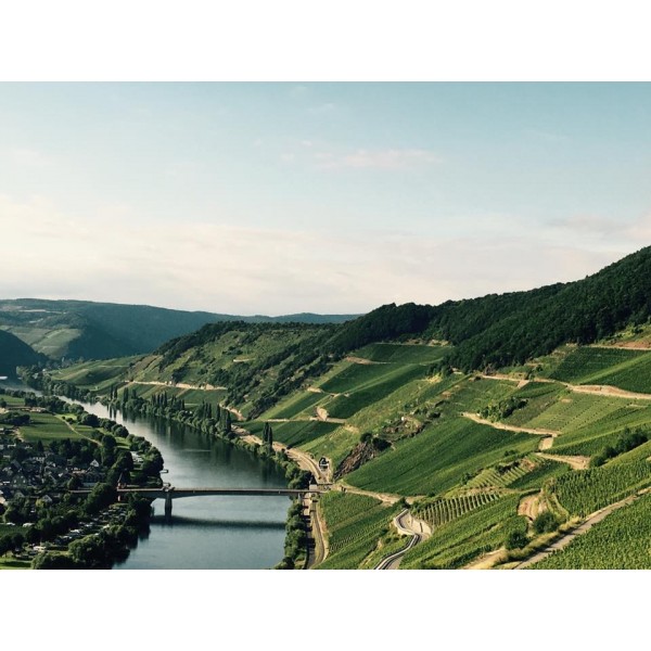 WeingutLorenzTrittenheimerApothekeRieslingTrockenMosel-32