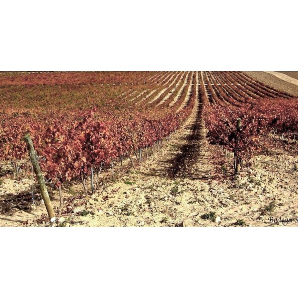 BodegaSarmenteroRobleRibeiradelDueroTemperanilloRETSVINKMPETILBUD-31