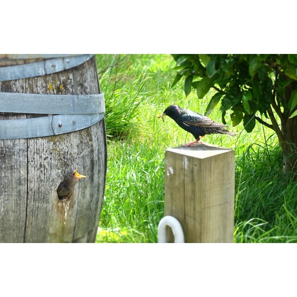 SCHUBERTWINESMARTINBOROUGHNEWZEALANDMARIONsVINEYARDPINOTNOIR2022-32
