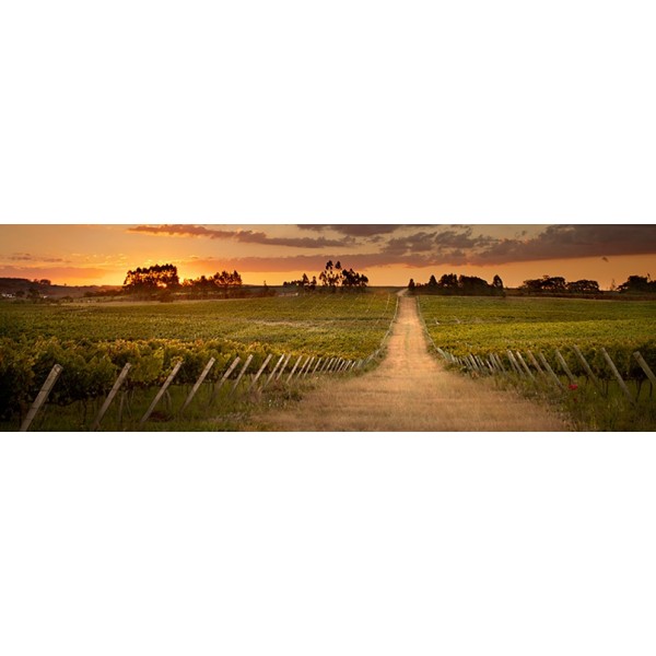 CasaValdugaTerroirCabernetFrancBrasilienUdgrdesvrrepgaforlidteftersprgselSidste2fl-31