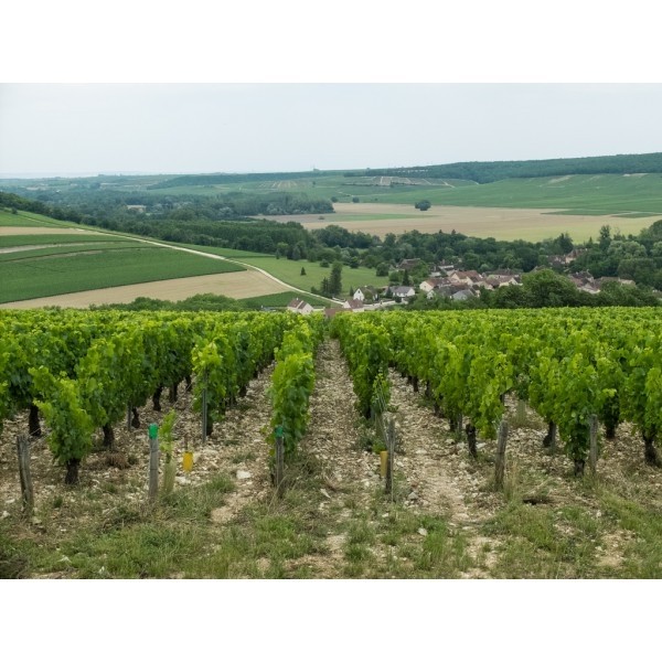 DomaineGarnierFilsChablisGrandCruLECLOS-31
