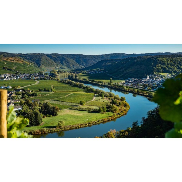 WeingutLorenzTrittenheimerApothekeRieslingTrockenMosel-32