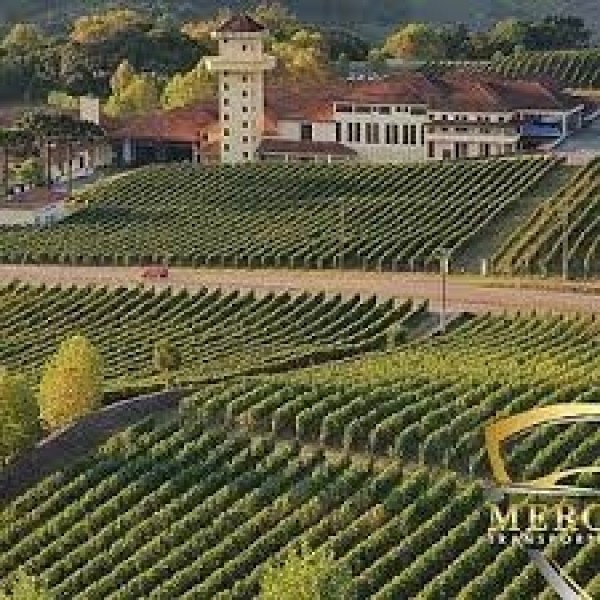 CasaValdugaTerroirCabernetFrancBrasilienUdgrdesvrrepgaforlidteftersprgselSidste2fl-31