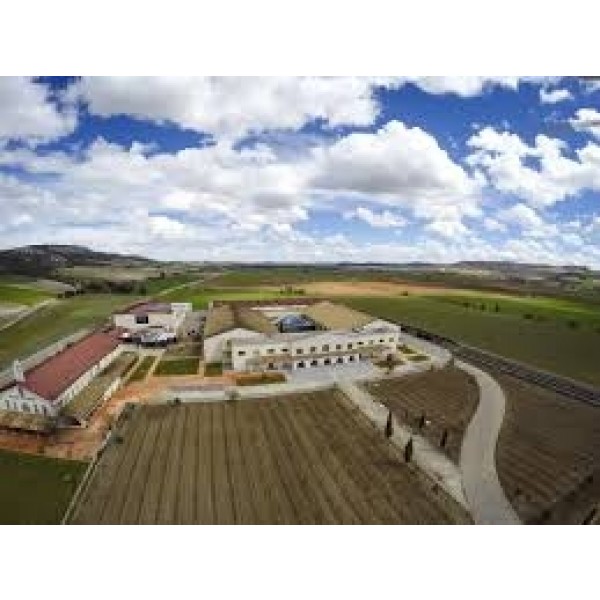 BodegaWinSonreTinto0Rueda-34