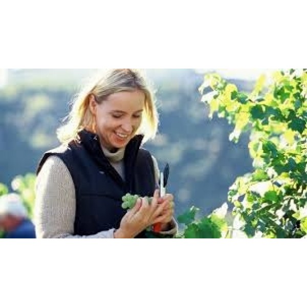 WeingutPetraUngerKremstalSprinzenbergIcewein-31