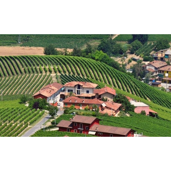 ElioAltareBaroloCerrettaVignaBriccoDOCGr2019-35