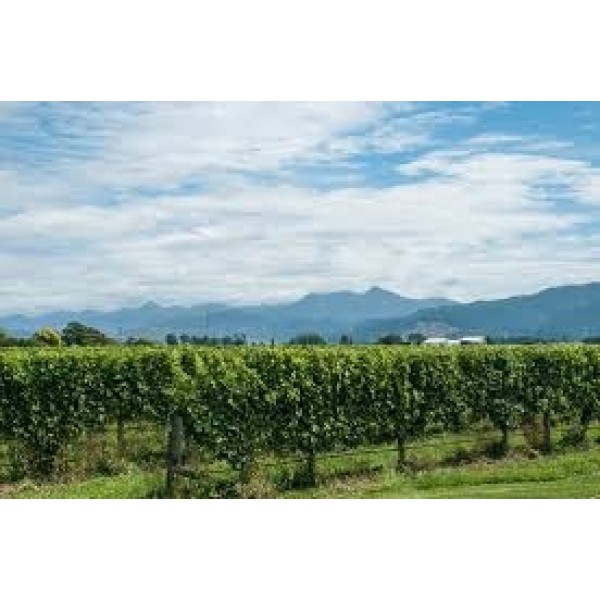 3RDROCKSAUVIGNONBLANC2019ROCKFERRYVINEYARDMARLBOROUGHNewZealand-31