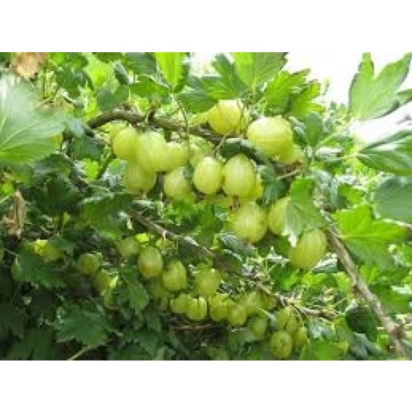 VIBEGAARDALKOHOLFRISTIKKELSBRSAFTMkanelsirupkardemommenellikervaniljeogappelsinServeresiskoldistoreglasmedisterninger-31