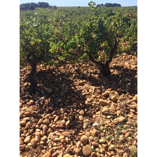 LePlandesMoinesLeCalabrunAOPGigondasRhne2020-33