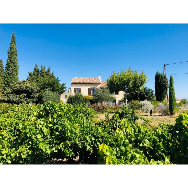 DomaineAndrCuveeMagalieVindePaysduVaucluseRhne-31