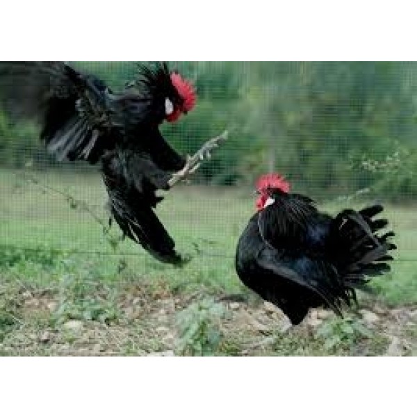 TerrediPersetoCAPRICCIOIGTBiancoDiToscanaTrebbianoTOPSLLERT-39