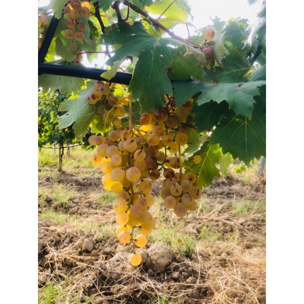DomaineAndrCuveeMagalieVindePaysduVaucluseRhne-31