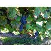 DomaineAndrCuveeMagalieVindePaysduVaucluseRhne-01