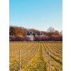 AMPELIDAEMARIGNYNEUFPINOTNOIRLOIRE-01
