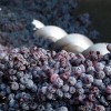 SartoriAlmoranoAmaronedellaValpolicellaDOCG-08