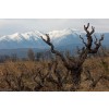 ChateauNadalHainautLHydreduLacAOPCtesduRoussillonUDENSULFITTERNATURVIN-02