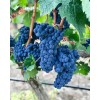 BodegaSarmenteroRobleRibeiradelDueroTemperanilloRETSVINKMPETILBUD-01