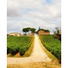TenutaMontecchiesiVermentinoChardonnayToscanaIGT-01