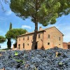 TenutaMontecchiesiVermentinoChardonnayToscanaIGT-01