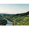 WeingutLorenzTrittenheimerApothekeRieslingTrockenMosel-02