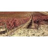BodegaSarmenteroRobleRibeiradelDueroTemperanilloRETSVINKMPETILBUD-01