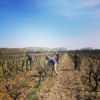 ChateauNadalHainautLaCentenaire1900CarignanIGPCtesCatalanes125rgamlevinstokke-010