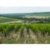DomaineGarnierFilsChablisGrandCruVaudesir-09