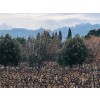 DomaineAndrCuveeMagalieVindePaysduVaucluseRhne-01
