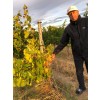 DomaineAndrCuveeMagalieVindePaysduVaucluseRhne-01