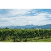 3RDROCKSAUVIGNONBLANC2019ROCKFERRYVINEYARDMARLBOROUGHNewZealand-01