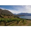 ROCKFERRYVINYARDTRIGHILLPINOTNOIRCENTRALOTAGO-01