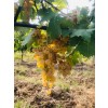 DomaineAndrCuveeMagalieVindePaysduVaucluseRhne-01
